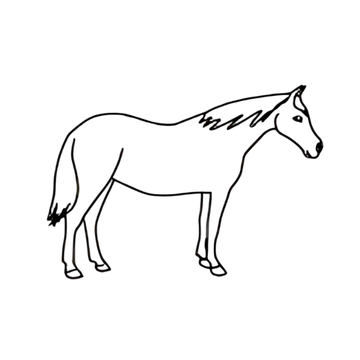 Animaux – Image 4